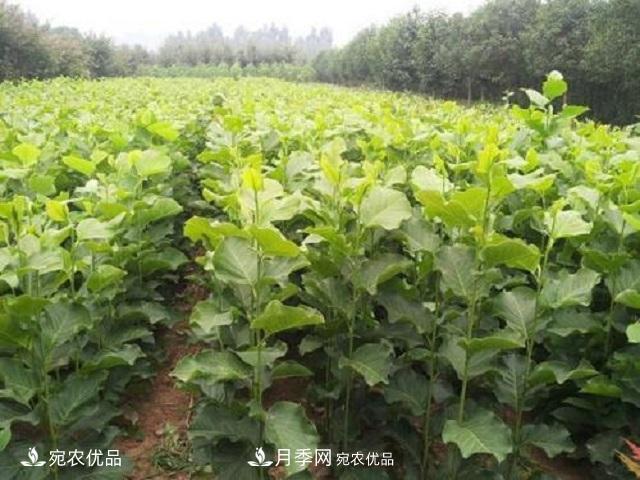 南陽(yáng)辛夷花苗木的種植栽培技術(shù)(圖2)