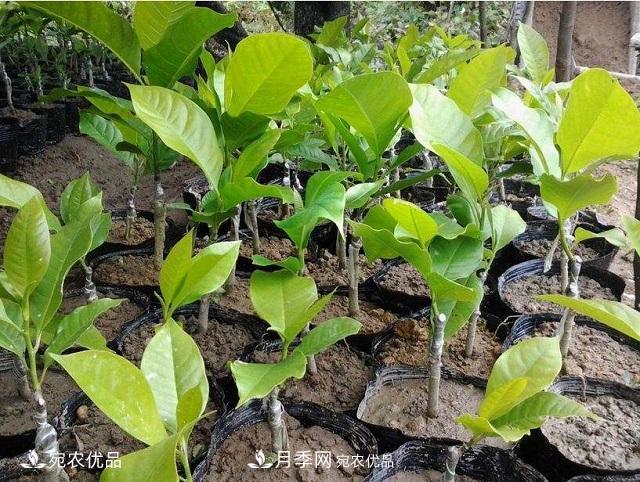 南陽(yáng)辛夷花苗木的種植栽培技術(shù)(圖1)