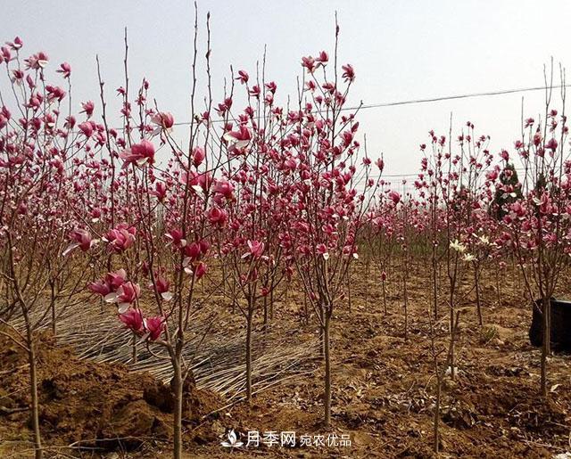 南陽南召縣玉蘭苗木產(chǎn)業(yè)奪勝利 生態(tài)扶貧收紅利(圖1)