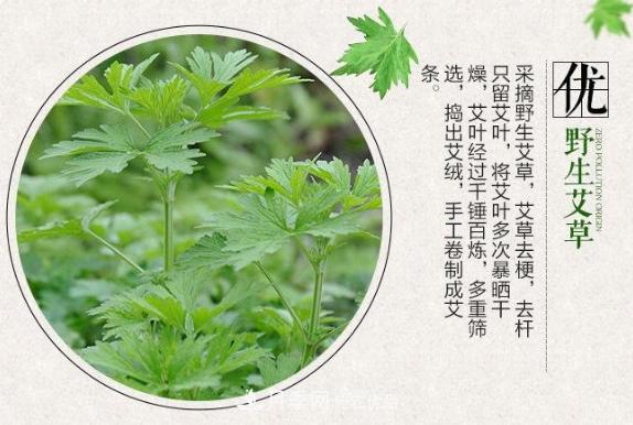 宛艾：越來越紅的南陽艾草產(chǎn)業(yè)品牌(圖1)