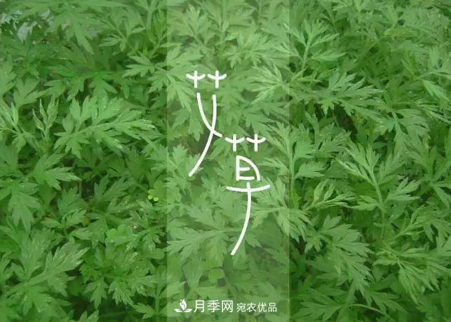 南陽艾草產業(yè)發(fā)展規(guī)劃（2019-2023 年），快來看看吧！(圖3)