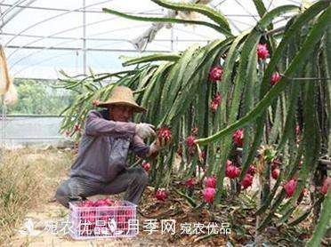 河南南陽(yáng)紅心火龍果苗批發(fā)(圖6)