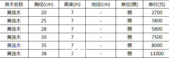 高度7米的黃連木能賣13000元/株？老苗木人道出了價(jià)格實(shí)情(圖2)