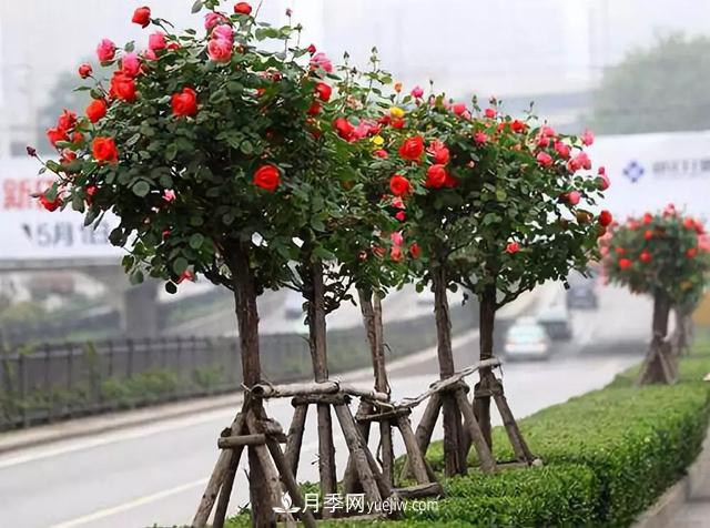 道路綠化的附屬景觀提升綠化栽植與養(yǎng)護(圖2)