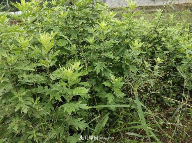 種南陽艾草的時候怎么除草，可不可以用草甘膦(圖2)