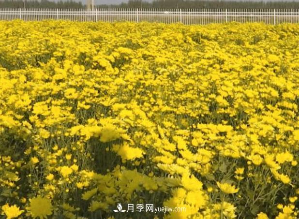 衡水故城菊花產(chǎn)業(yè)文化博覽園：假日流連花海間(圖1)