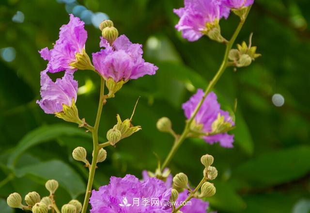 大花紫薇（佛淚花）(圖1)