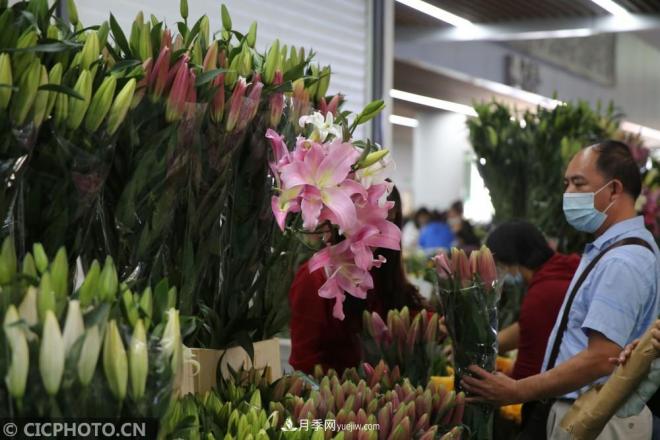 云南昆明：長假“帶火”花卉經(jīng)濟(jì)(圖2)