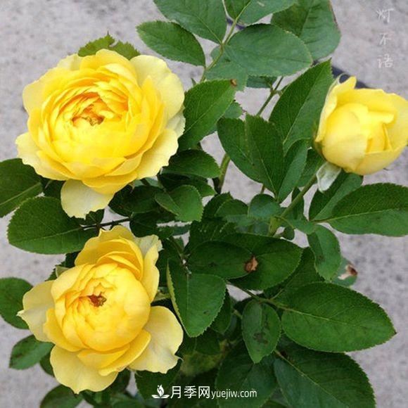 這6種月季，抗病強(qiáng)花量大還耐曬，養(yǎng)一棵就很美(圖2)