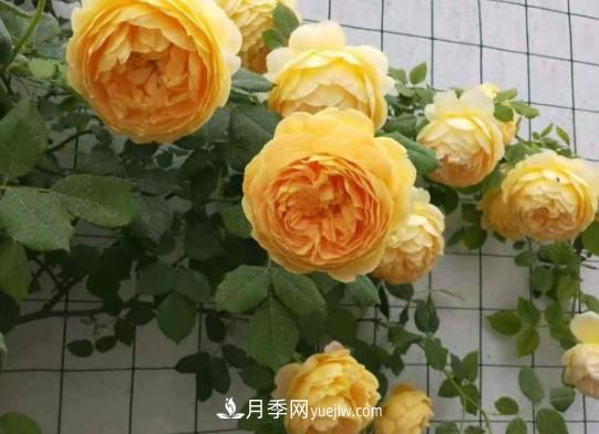 這6種月季，抗病強(qiáng)花量大還耐曬，養(yǎng)一棵就很美(圖6)