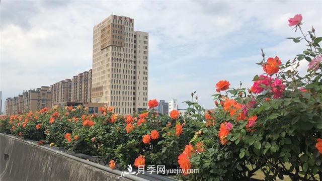 杭州高架月季 迎來今年***后的盛花期(圖1)