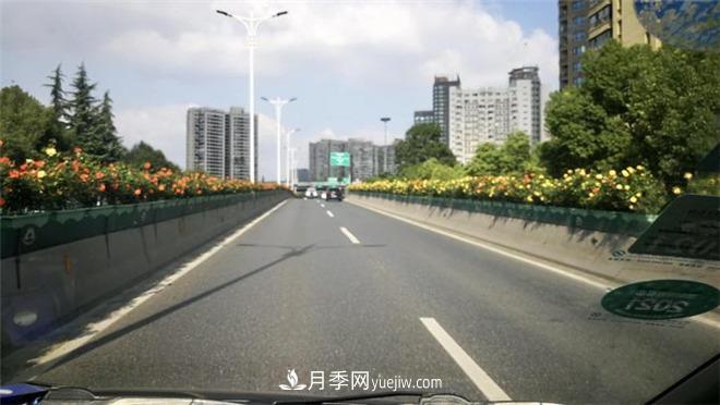 一路花開一路美景 杭州高架月季正當時(圖1)