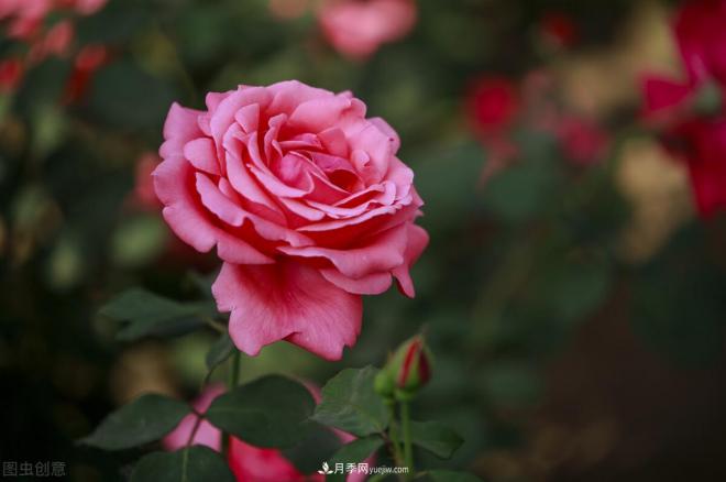 月季花攝影——月月都是開花季(圖6)