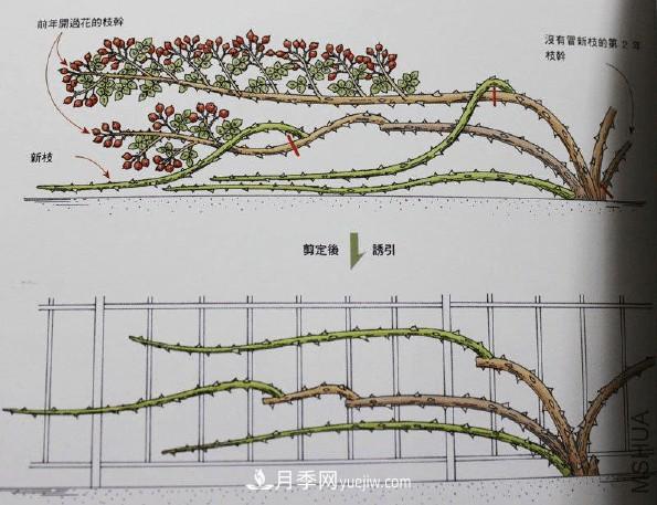 月季冬剪好還是春剪好？南北有區(qū)別，一起來(lái)學(xué)習(xí)吧(圖3)