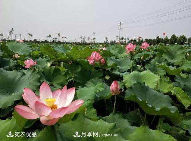 南陽(yáng)鎮(zhèn)平中原荷花博覽園，一個(gè)蓮藕全產(chǎn)業(yè)鏈的南陽(yáng)樣本(圖1)