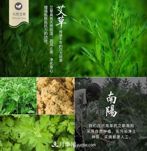 南陽市開展艾草基因組測序研究(圖2)