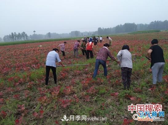 河南南陽桐柏：紅葉楊苗木種植 紅了山富了民(圖1)