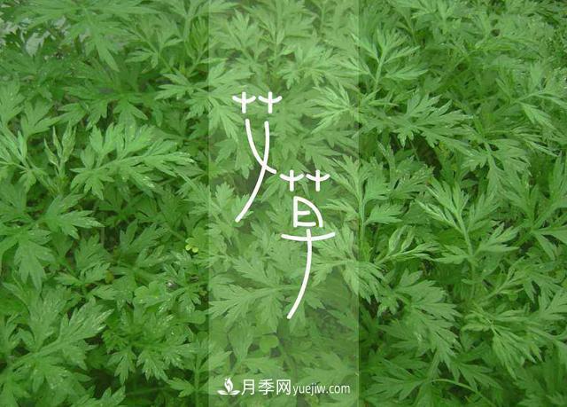 占據(jù)全國50%以上市場 南陽艾草產(chǎn)業(yè)如何培育品牌？(圖1)