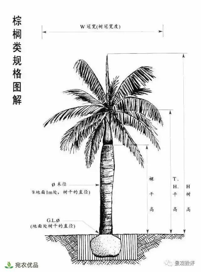 南陽月季苗木行業(yè)專業(yè)術(shù)語大全，你知多少？內(nèi)容太多(圖5)