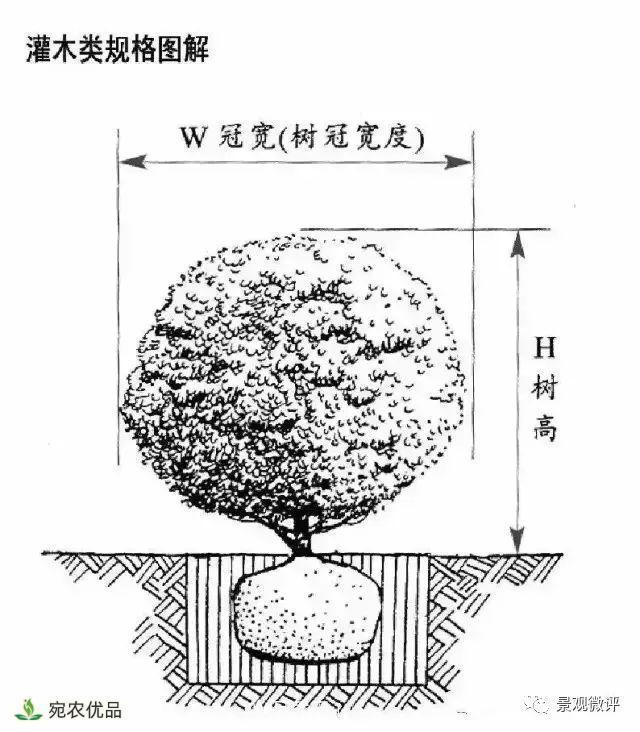 南陽月季苗木行業(yè)專業(yè)術(shù)語大全，你知多少？內(nèi)容太多(圖4)