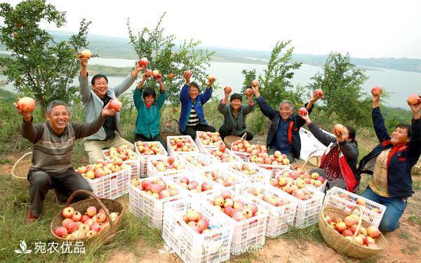 南水北調(diào)軟籽石榴豐收節(jié) 春華秋實(shí)繪淅川縣生態(tài)致富美景(圖1)