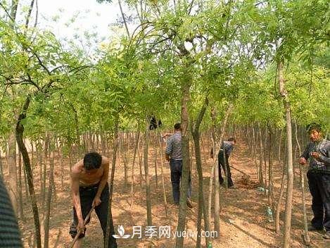 南陽夏季苗木的養(yǎng)護知識(圖1)