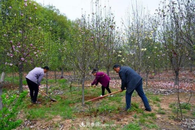 河南南召玉蘭花木成為現(xiàn)代農(nóng)業(yè)一張絢麗名片(圖1)