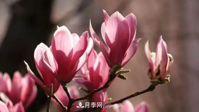 中國辛夷之鄉(xiāng)——南陽市南召縣(圖1)