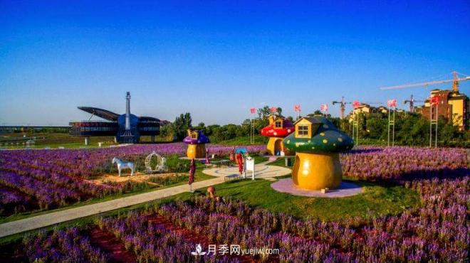 河南洛陽“夢幻公園”走紅，超30種花卉還有游樂場(圖1)