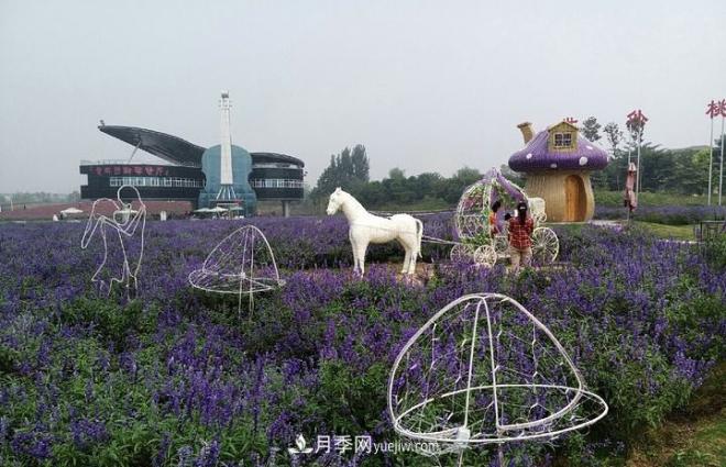 河南洛陽“夢幻公園”走紅，超30種花卉還有游樂場(圖2)