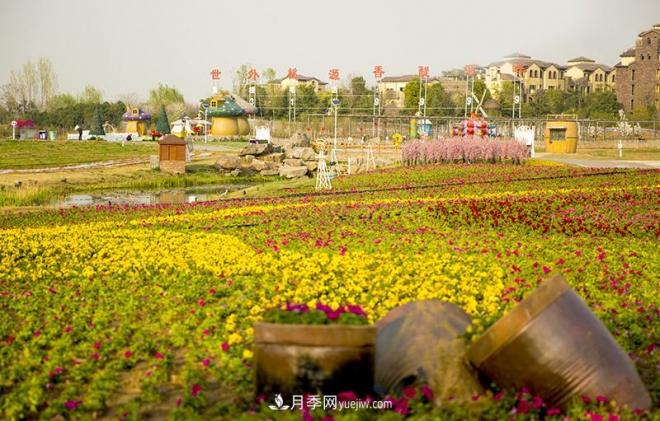 河南洛陽“夢幻公園”走紅，超30種花卉還有游樂場(圖4)