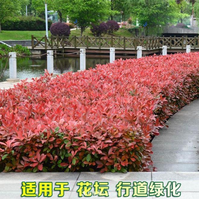 南陽紅葉石楠育苗新技術(shù)(圖2)