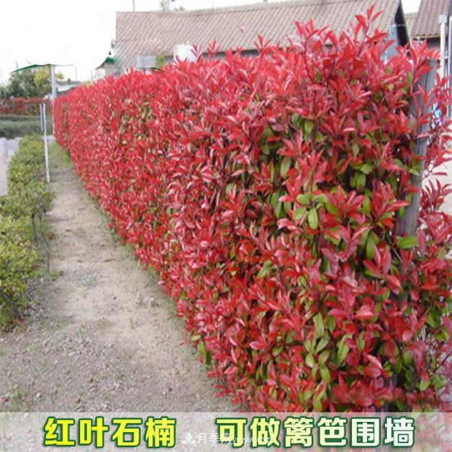 南陽紅葉石楠育苗新技術(shù)(圖1)