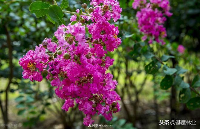 南陽(yáng)苗木，紫薇樹(shù)與紫荊樹(shù)怎么分辨(圖1)