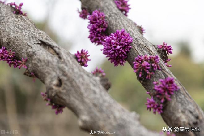 南陽(yáng)苗木，紫薇樹(shù)與紫荊樹(shù)怎么分辨(圖5)