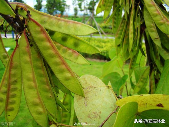 南陽(yáng)苗木，紫薇樹(shù)與紫荊樹(shù)怎么分辨(圖4)