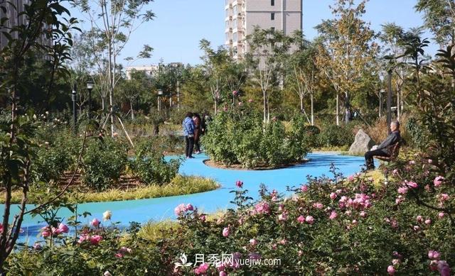 北京密云城區(qū)這片廢棄廠房“變身”月季公園(圖1)