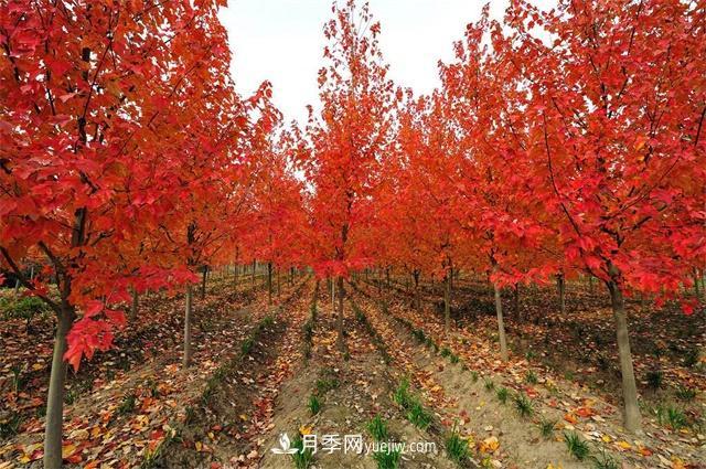 南陽美國紅楓苗木種植時八點修剪建議(圖1)