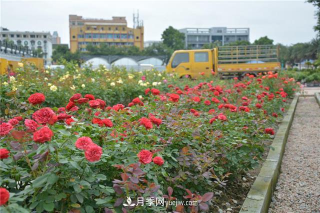 花開華南地區(qū)，哪些月季品種，征服了廣州這片“熱土”？(圖10)