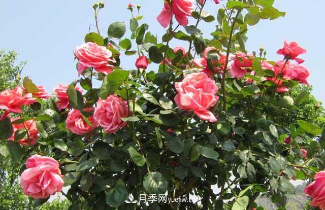 月季花葉子發(fā)黃怎么辦？(圖1)