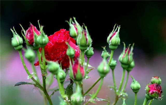 月季花的栽培技術(shù)和病蟲害防治(圖1)