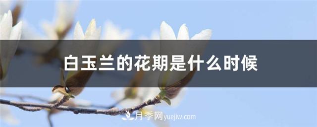 南陽(yáng)玉蘭基地，白玉蘭的花期是什么時(shí)候(圖1)