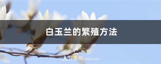 南陽(yáng)白玉蘭苗木的繁殖方法(圖1)