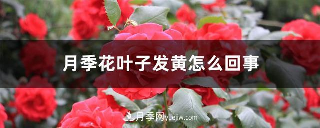 月季花葉子發(fā)黃怎么回事？4個原因(圖1)