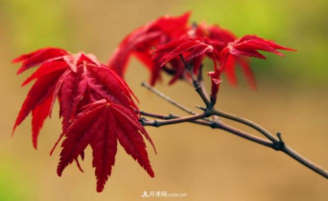 日本紅楓、美國紅楓、中國紅楓這樣區(qū)分，認(rèn)識這種彩葉苗木(圖1)