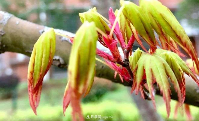 日本紅楓、美國紅楓、中國紅楓這樣區(qū)分，認(rèn)識這種彩葉苗木(圖3)