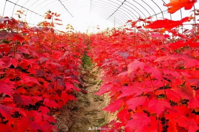 日本紅楓、美國紅楓、中國紅楓這樣區(qū)分，認(rèn)識這種彩葉苗木(圖8)