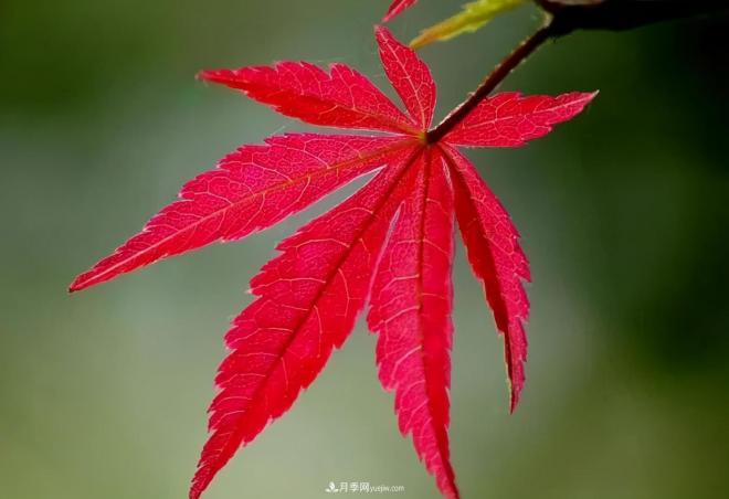 日本紅楓、美國紅楓、中國紅楓這樣區(qū)分，認(rèn)識這種彩葉苗木(圖5)