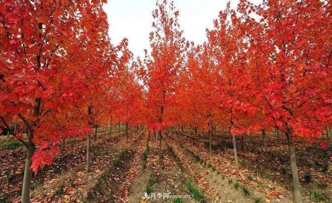 日本紅楓、美國紅楓、中國紅楓這樣區(qū)分，認(rèn)識這種彩葉苗木(圖9)