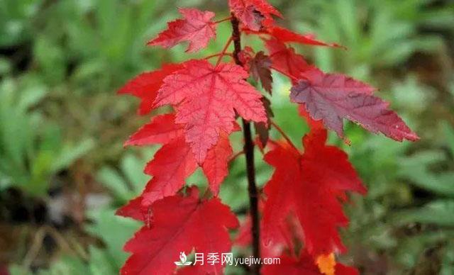 日本紅楓、美國紅楓、中國紅楓這樣區(qū)分，認(rèn)識這種彩葉苗木(圖6)